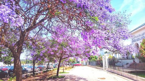 Pink flowers on tree