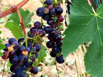 Close-up of grapes growing in vineyard