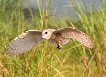 Bird flying over a field