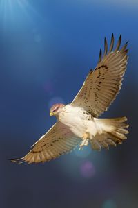 Low angle view of bird flying against sky