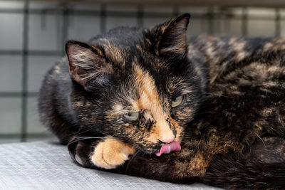 Close up of a tortoiseshell cat. green eyes. tongue out