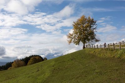 Trees growing on hill against sky at cansiglio