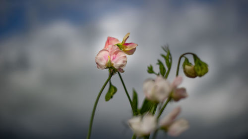 Close-up of pink flowers