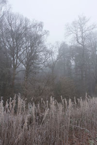 Bare trees in park