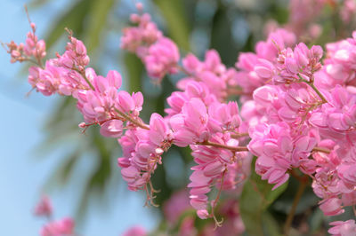 Close-up of pink cherry blossoms in spring