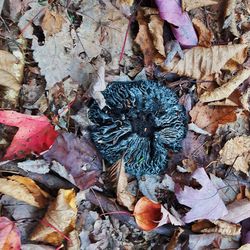 Close-up of dry autumn leaves