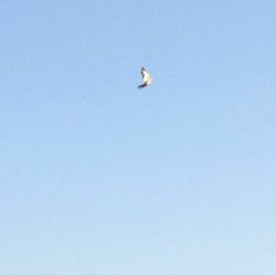 Low angle view of birds flying against clear blue sky