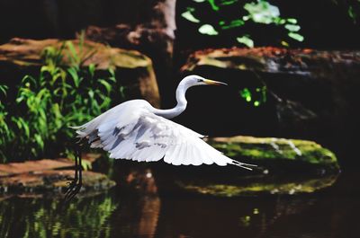 Side view of great egret