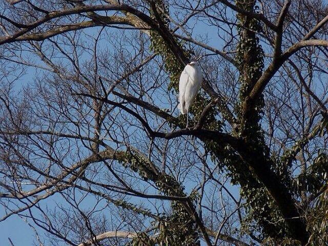 ダイサギ