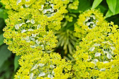 Close-up of fresh green leaves