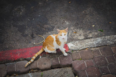 High angle portrait of cat sitting on street