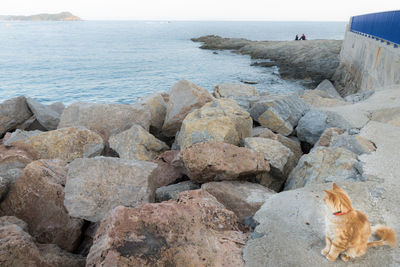 Dog on rock by sea against sky