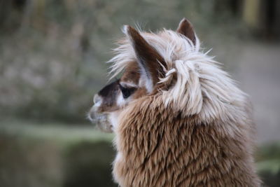 Close-up of a dog looking away