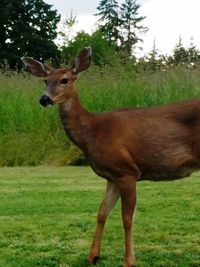 Deer on field