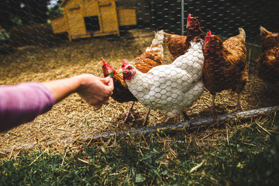 Person feeding chicken