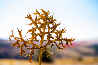 Close-up of leaves on plant against sky during sunset