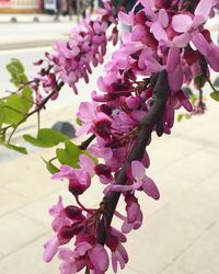 Close-up of pink bougainvillea blooming outdoors