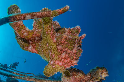 Close-up of fish swimming underwater