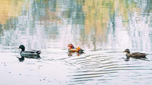 Ducks swimming in lake