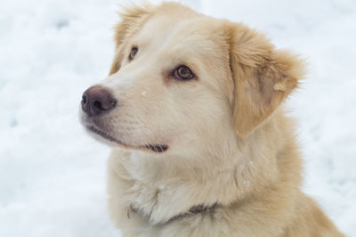 Close-up of dog looking away