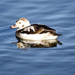 View of birds in water