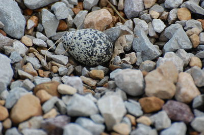 High angle view of pebbles on rocks