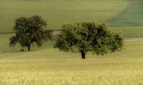 Scenic view of grassy field