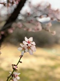 Close-up of pink cherry blossom