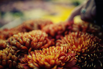 Close-up of orange flowers at market for sale