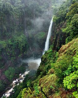 Scenic view of waterfall in forest