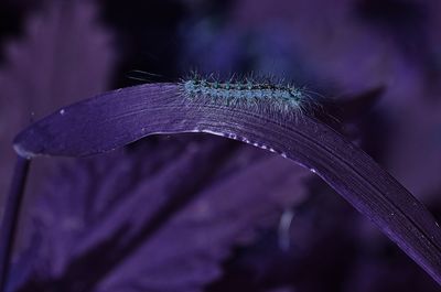 purple