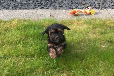 Dog standing on grassy field