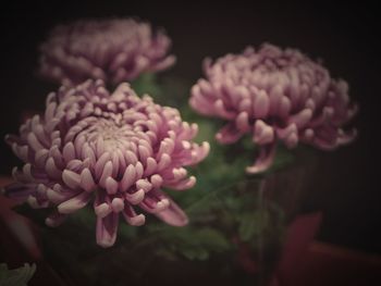 Close-up of pink flowers