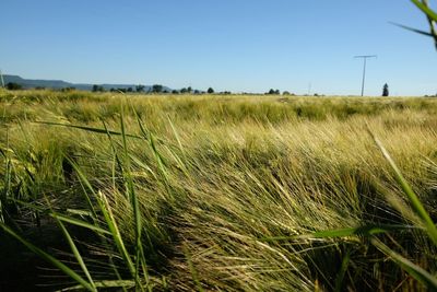 Scenic view of wheat field against clear sky