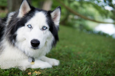 Close-up portrait of a dog