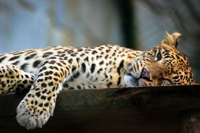 Close-up of leopard lying on wooden plank