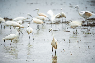 Flock of birds in lake