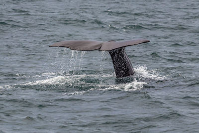 View of swimming in sea