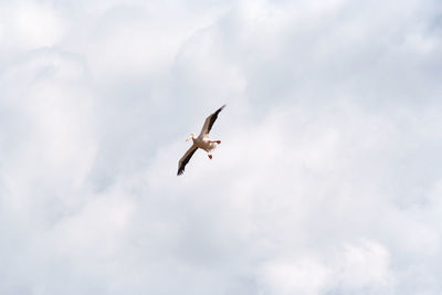 Low angle view of pelican against cloudy sky