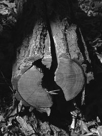 Close-up of tree trunk in forest