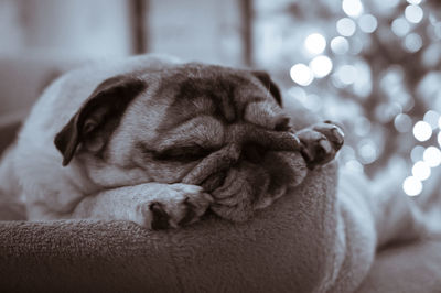 Close-up of pug sleeping on bed