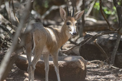 Portrait of deer in the forest