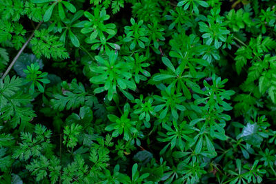 Full frame shot of plants growing on field