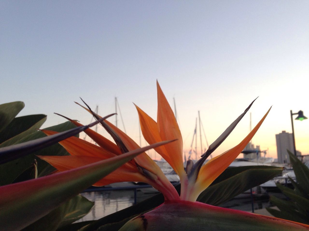 clear sky, copy space, growth, leaf, nature, plant, beauty in nature, no people, sunlight, close-up, flower, orange color, blue, outdoors, stem, day, low angle view, built structure, sky, potted plant