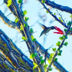 Low angle view of bird perching on branch