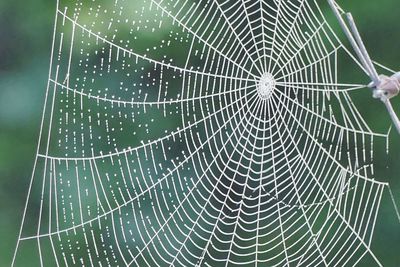 Close-up of spider on web