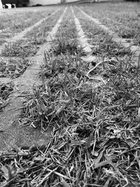 Close-up of grass on field