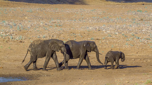 Elephants walking on land