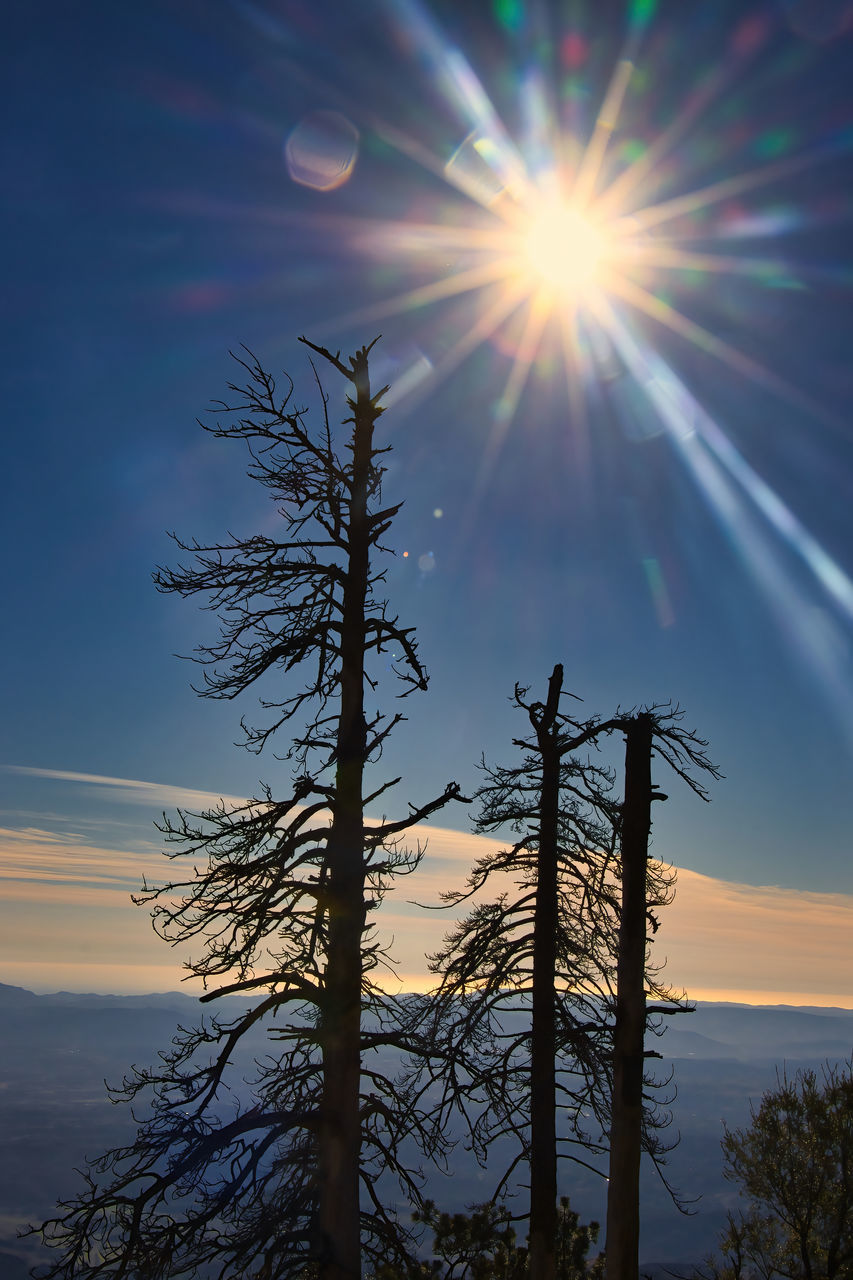 SUNLIGHT STREAMING THROUGH TREE AGAINST SKY DURING SUNSET