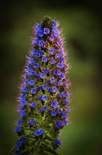 Close-up of purple flowering plant